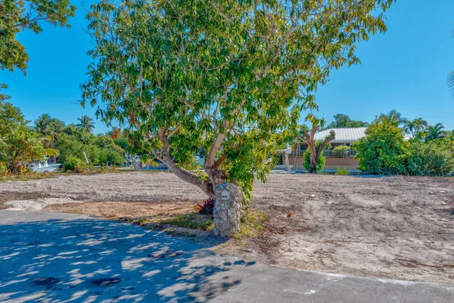 a view of a yard with plants and trees