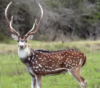 $850,000 | 229 Lost Man Road Northwest, Junction, TX 76849