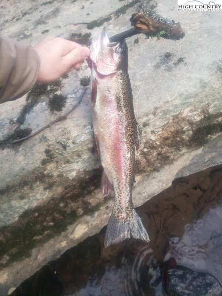 232 Cole Hollow Road Newland, NC 28657 - Photo 5 of 31