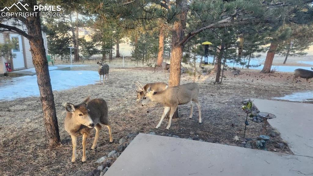 2602 Southpark Road Florissant, CO 80816 - Photo 12 of 50 You'll have lots of visitors.