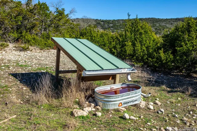 a view of a yard with plants and large trees