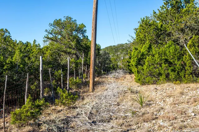 a close up of a tree in a yard
