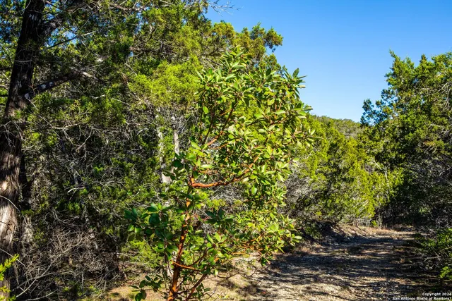 a view of a pathway with a tree