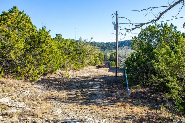 a close up of a tree in a garden