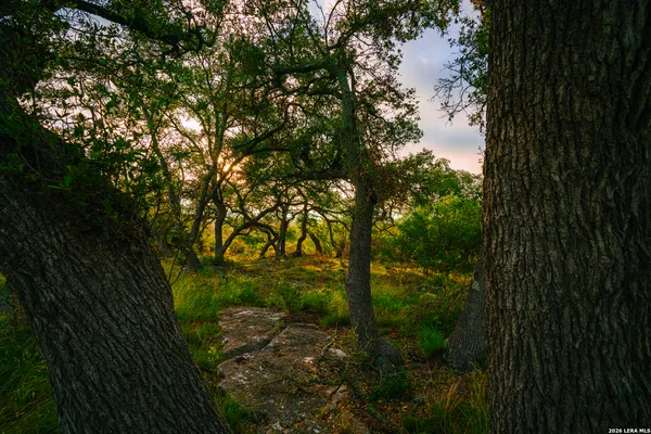 a view of a garden with plants and large trees