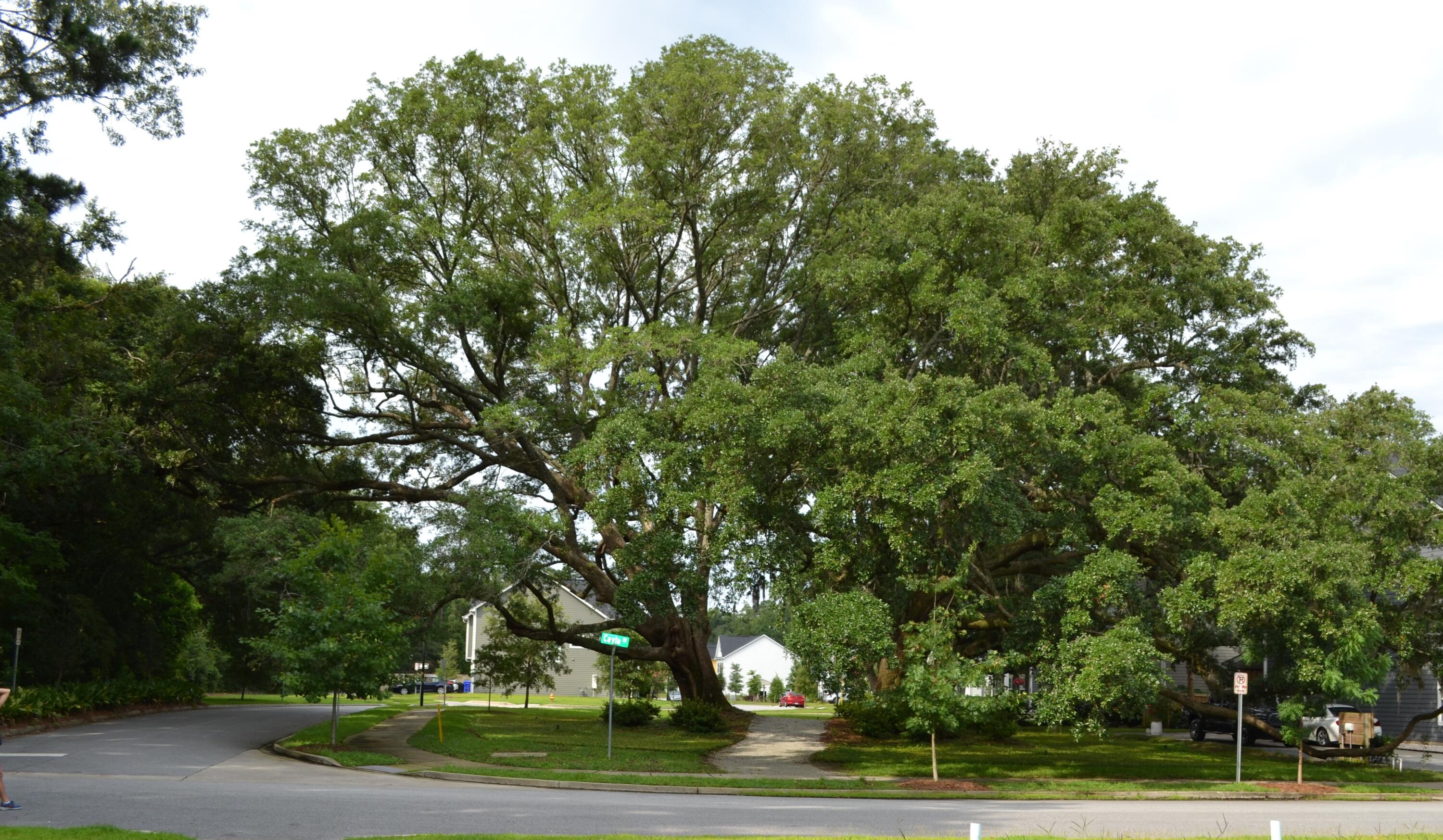 1707 Emmets Road Johns Island, SC 29455 - Photo 50 of 51 Neighborhood 1