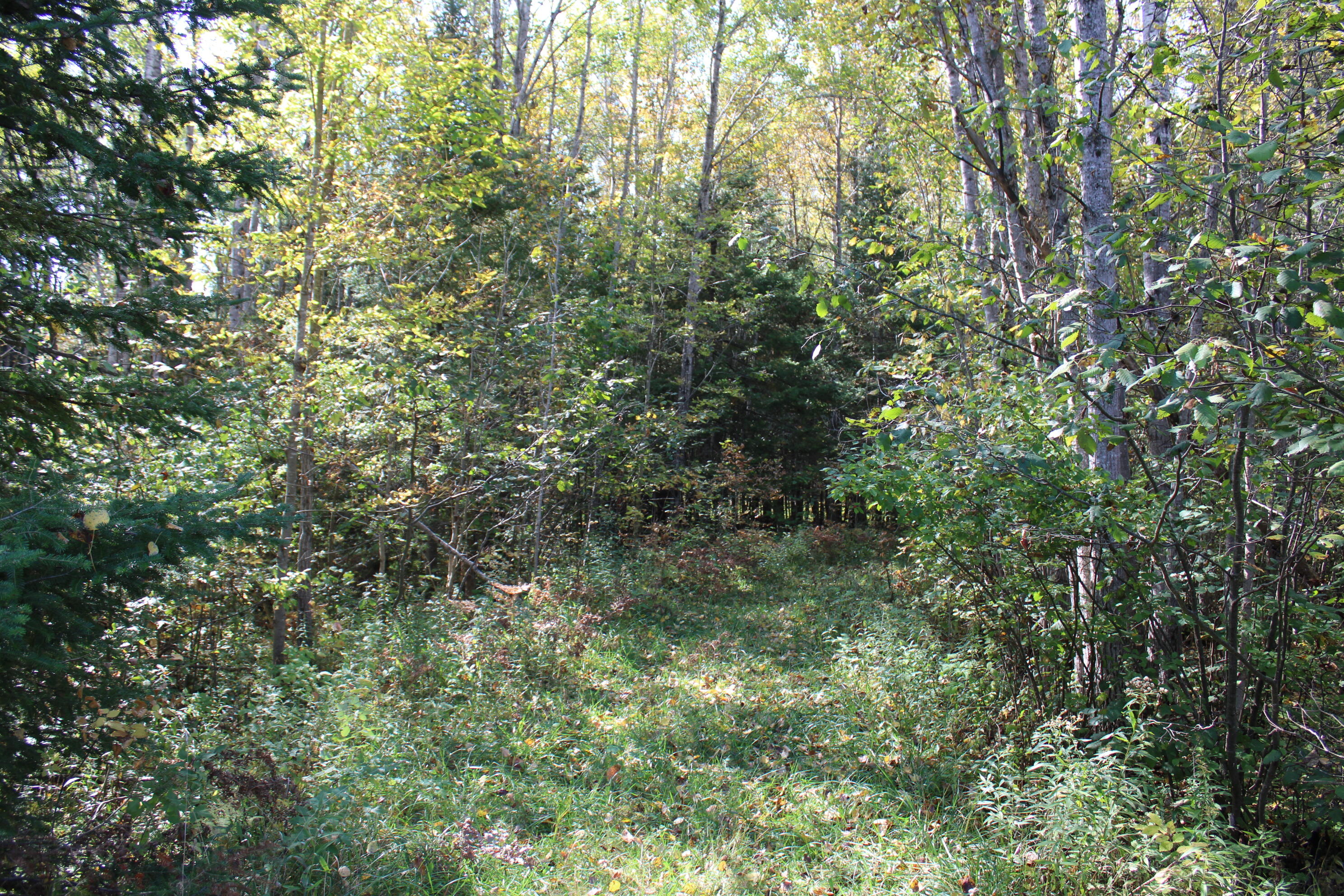 9850 Elevere Road Lachine, MI 49753 - Photo 61 of 71 IMG_5116