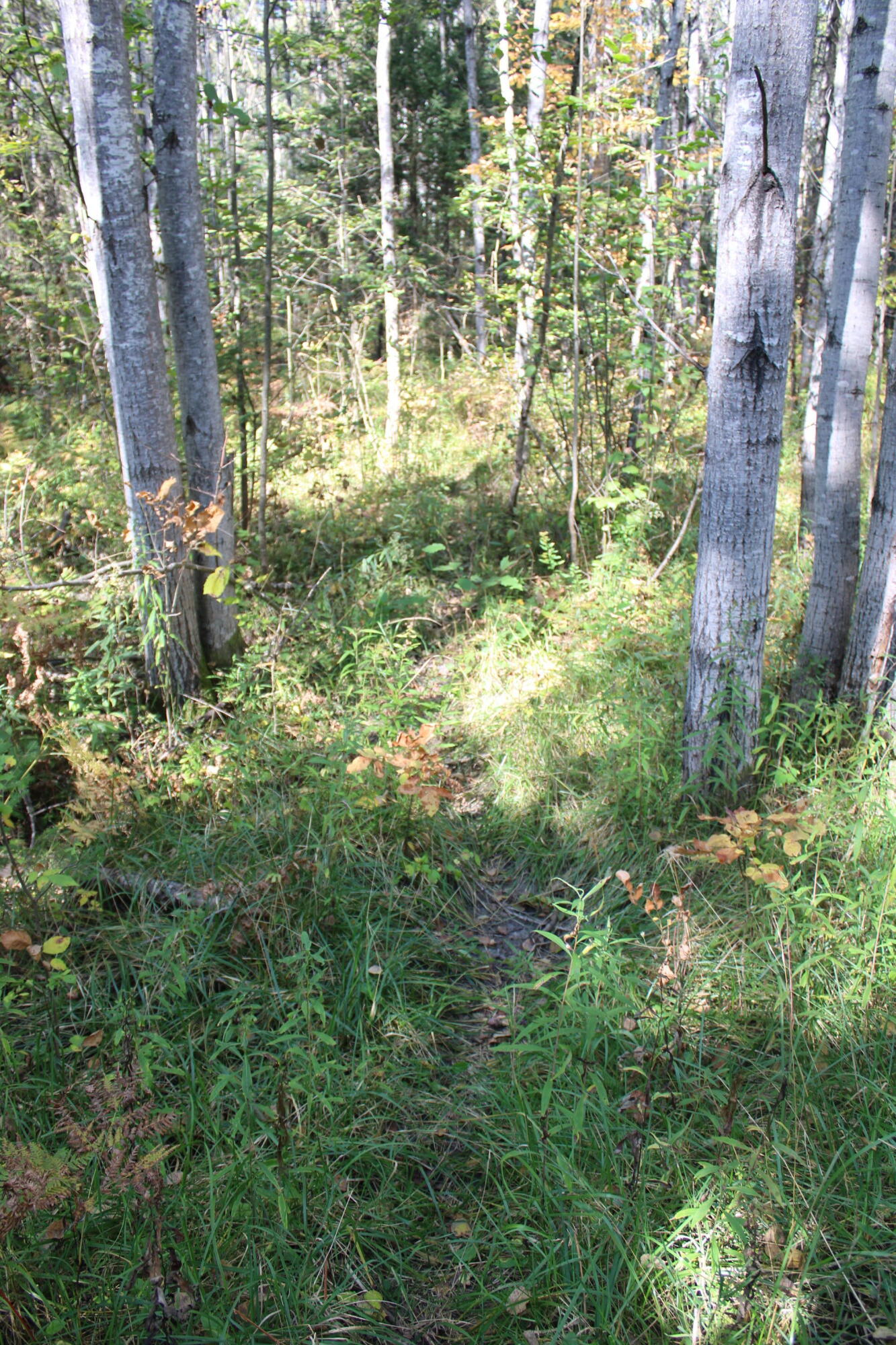 9850 Elevere Road Lachine, MI 49753 - Photo 62 of 71 IMG_5117