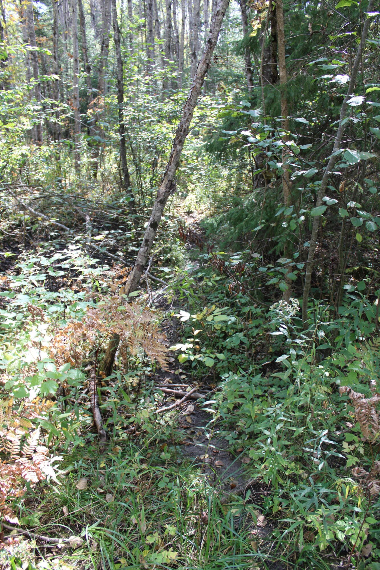 9850 Elevere Road Lachine, MI 49753 - Photo 63 of 71 IMG_5118