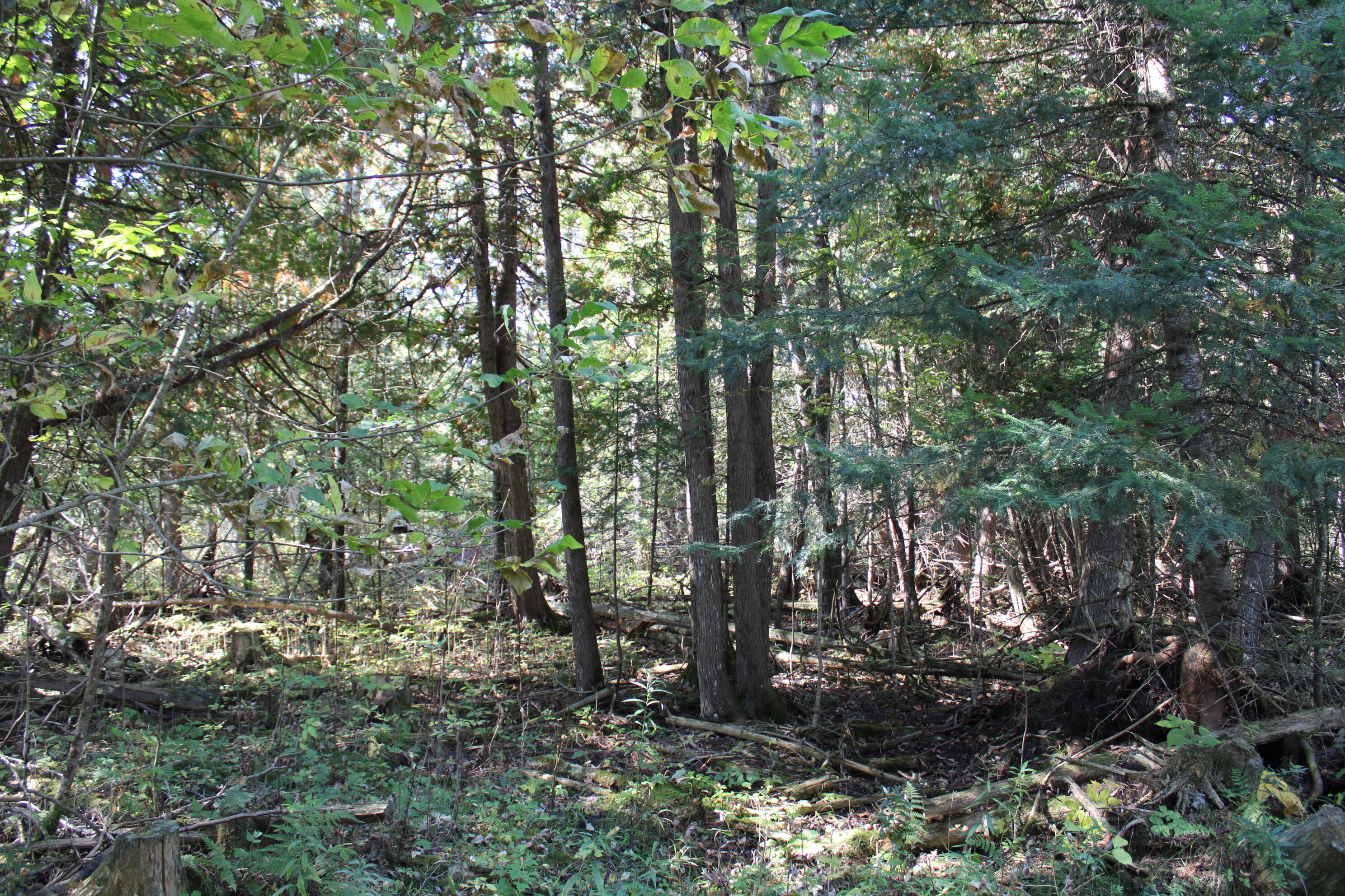 9850 Elevere Road Lachine, MI 49753 - Photo 68 of 71 IMG_5126