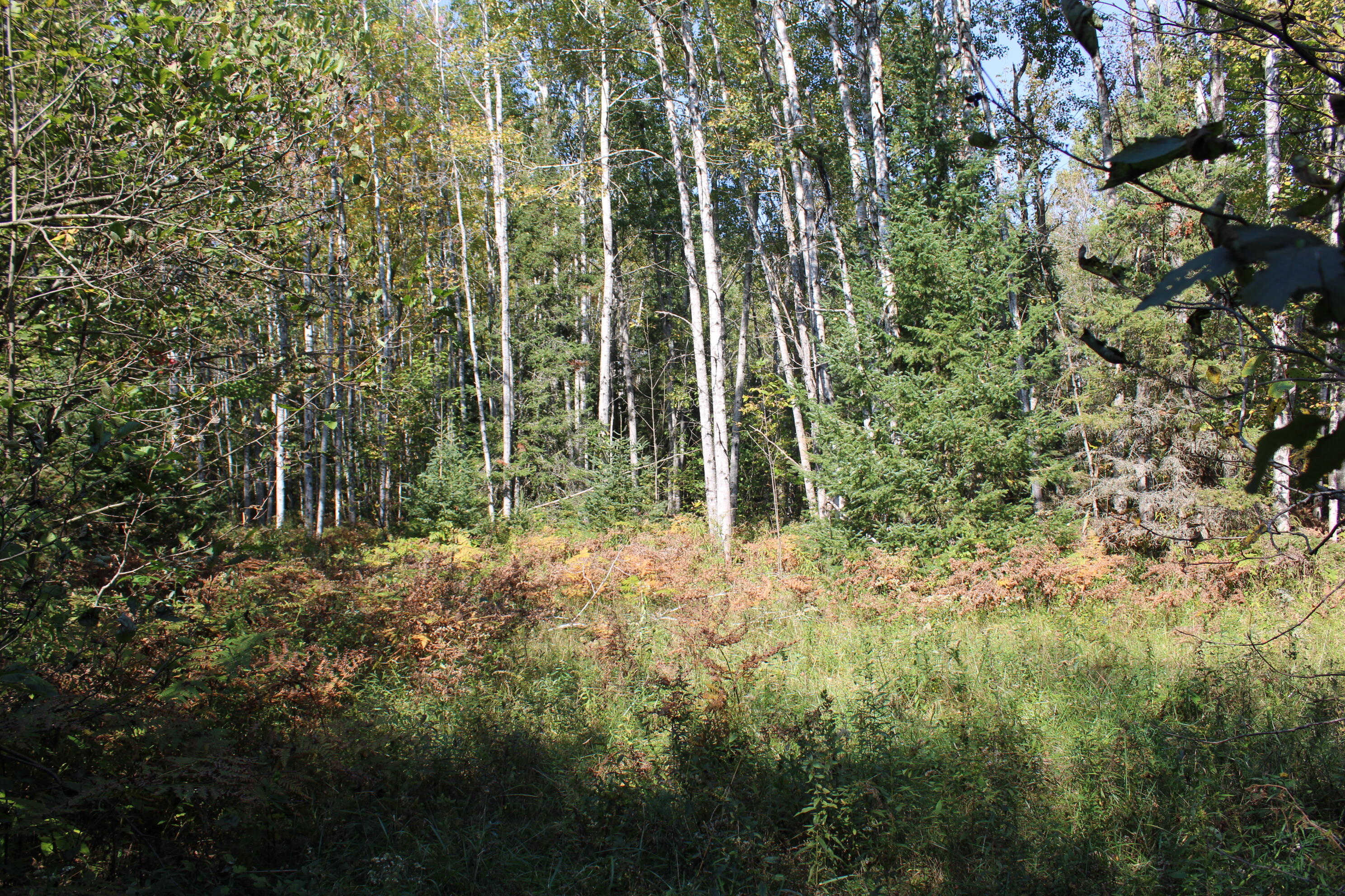 9850 Elevere Road Lachine, MI 49753 - Photo 69 of 71 IMG_5127