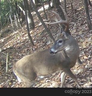 2955 Alpine Lane Morganton, NC 28655 - Photo 48 of 48 a view of outdoor space