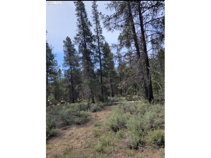 Undisclosed Address La Pine, OR 97739 - Photo 4 of 5 a view of a forest with trees in the background