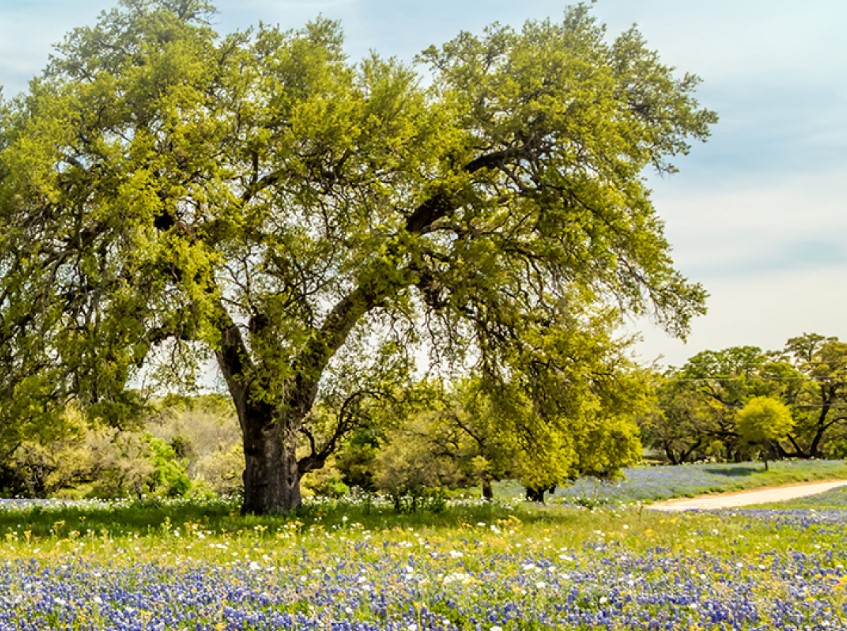 2908 Ralph Drees Drive Leander, TX 78641 - Photo 1 of 1 Mature oak trees anchor a vibrant field of seasonal wildflowers under open skies.