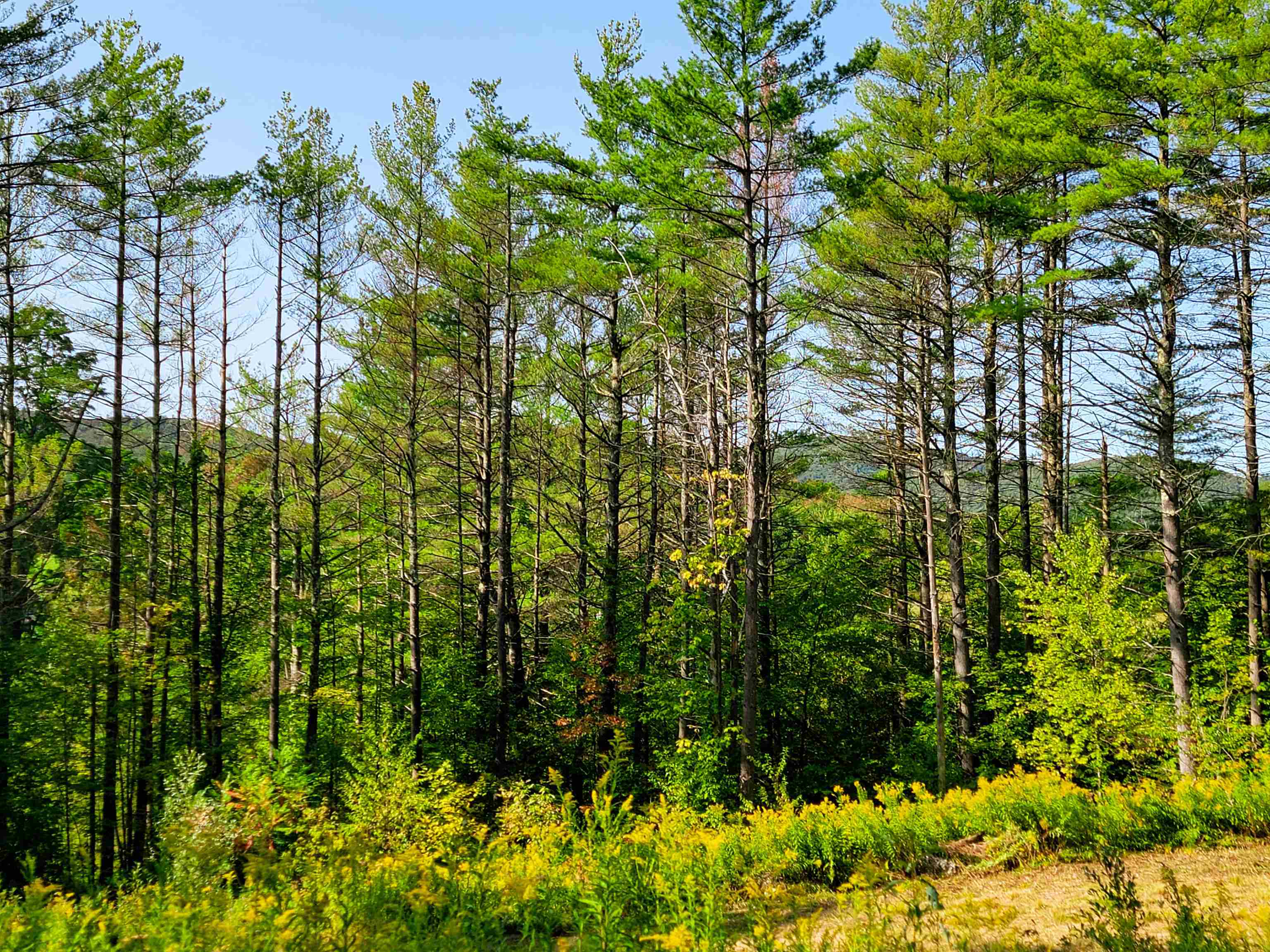 4440 Big Hollow Road Starksboro, VT 05487 - Photo 6 of 51
