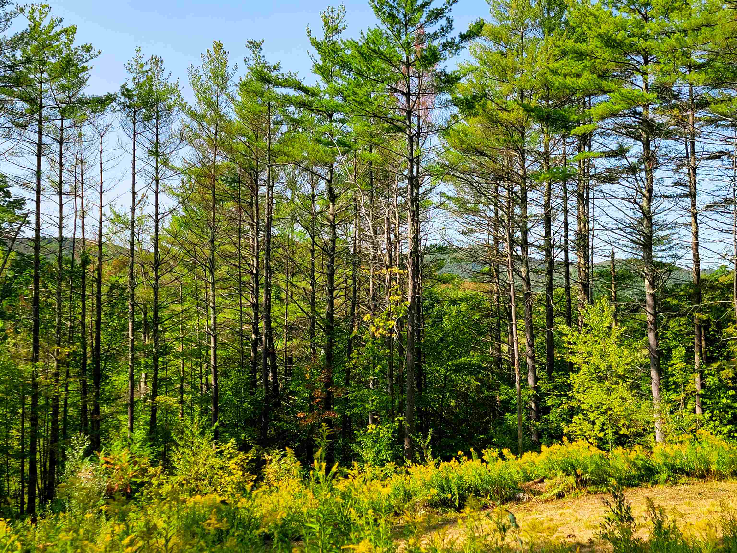 4440 Big Hollow Road Starksboro, VT 05487 - Photo 7 of 51