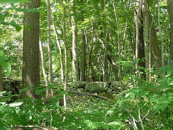 0 Southlake Road Tiverton, RI 02878 - Photo 3 of 9 a garden view