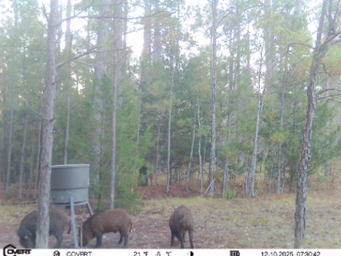 0 Pineridge Drive Lincolnton, GA 30817 - Photo 21 of 28 IMG_20251212_130337