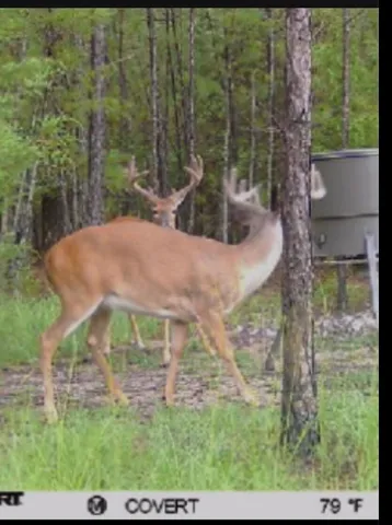 $1,100,000 | 0 Pineridge Drive, Lincolnton, GA 30817