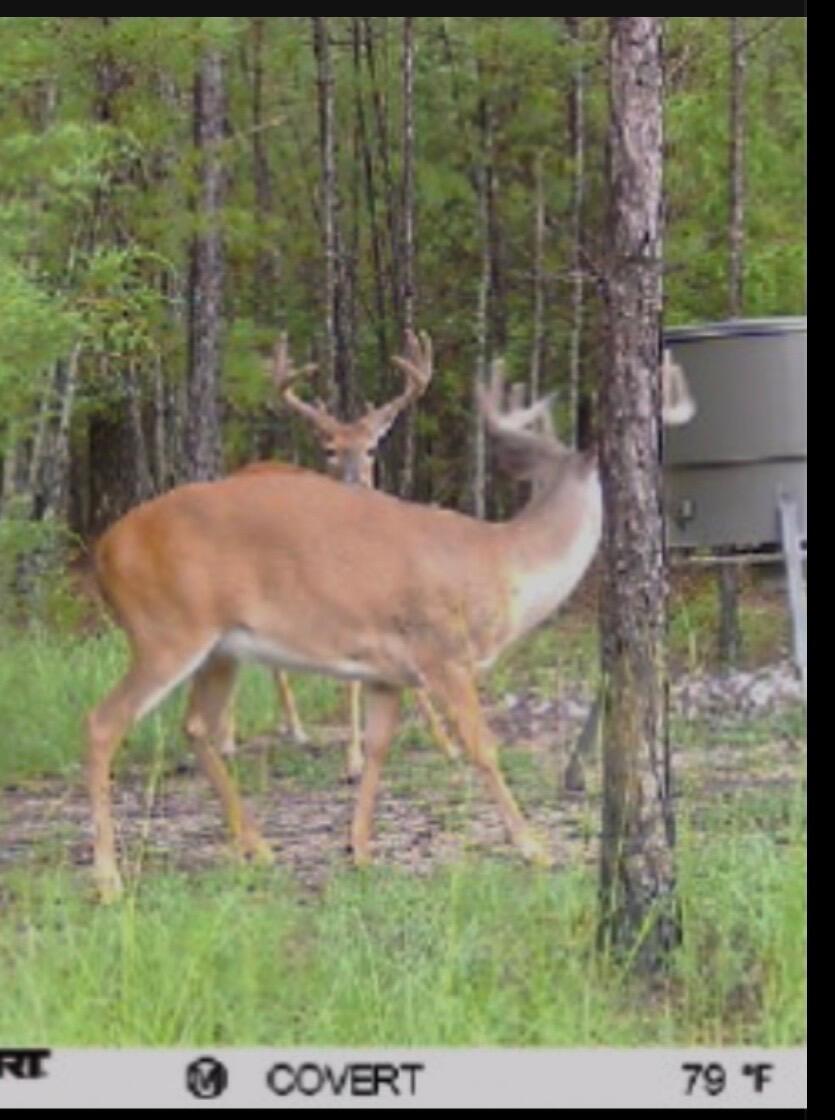 0 Pineridge Drive Lincolnton, GA 30817 - Photo 24 of 28 IMG_20251212_130352