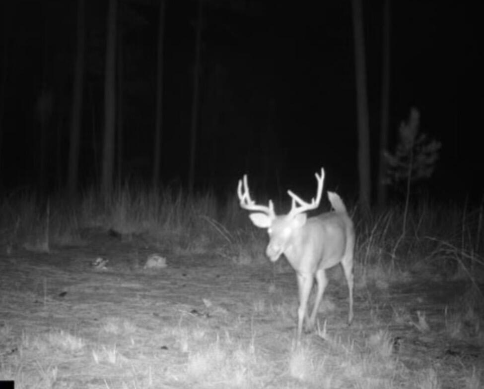 0 Pineridge Drive Lincolnton, GA 30817 - Photo 26 of 28 IMG_20251212_130404