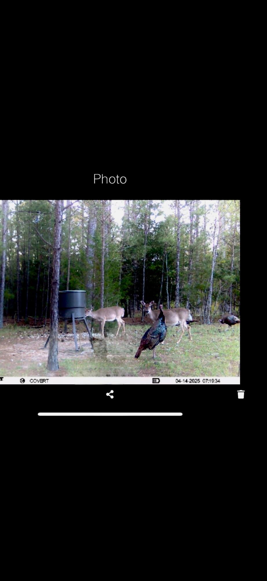 0 Pineridge Drive Lincolnton, GA 30817 - Photo 28 of 28 IMG_20251212_130418