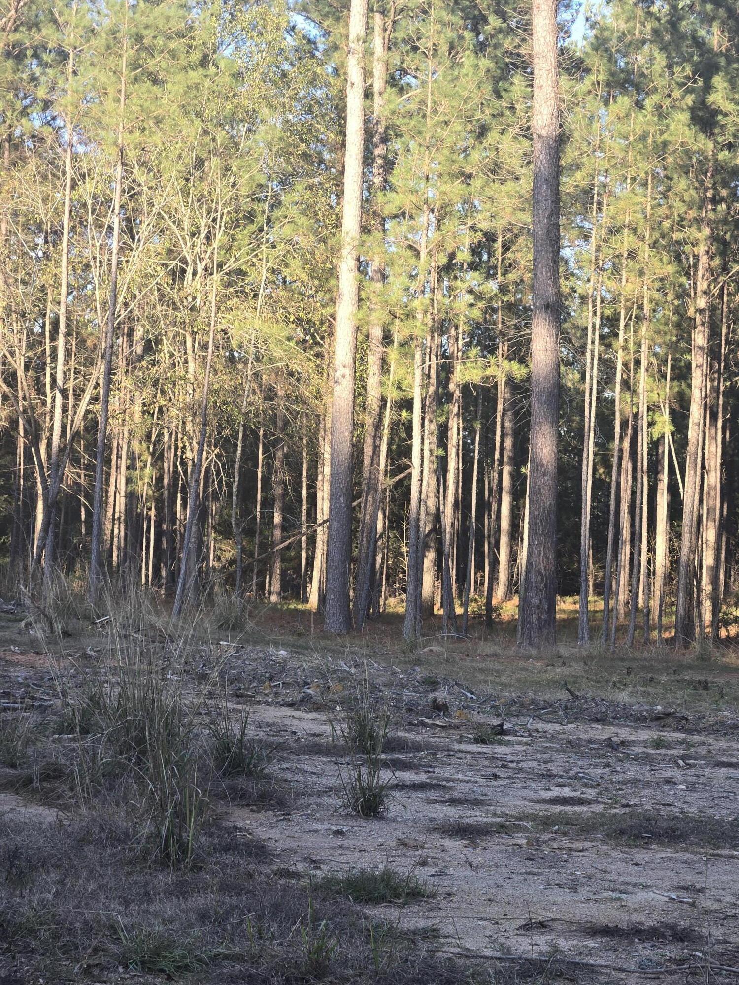 0 Pineridge Drive Lincolnton, GA 30817 - Photo 4 of 28 20251210_161456