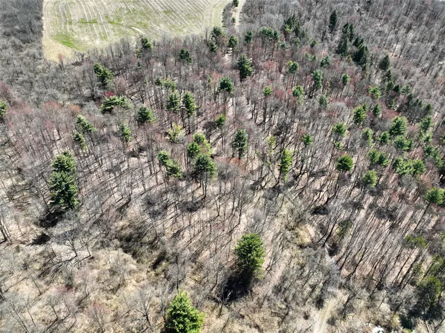 a view of a forest with a tree