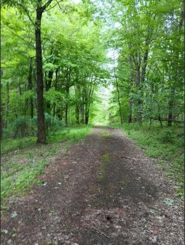 a view of a field with lots of trees