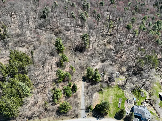 a view of a yard with plants and large trees