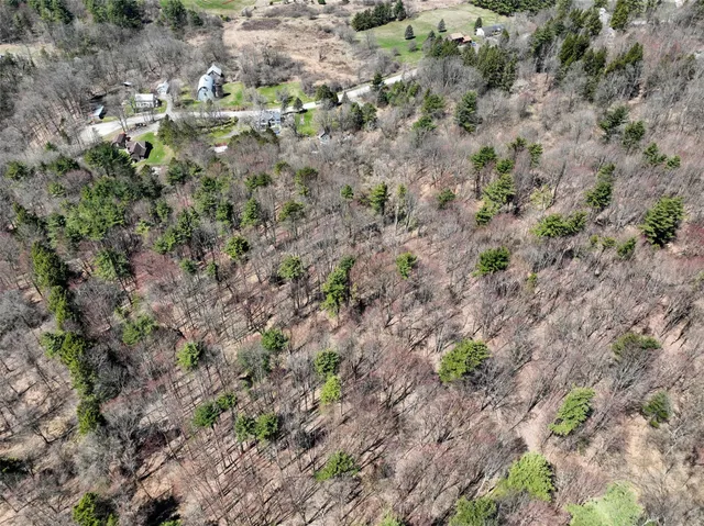 a view of a forest with a tree