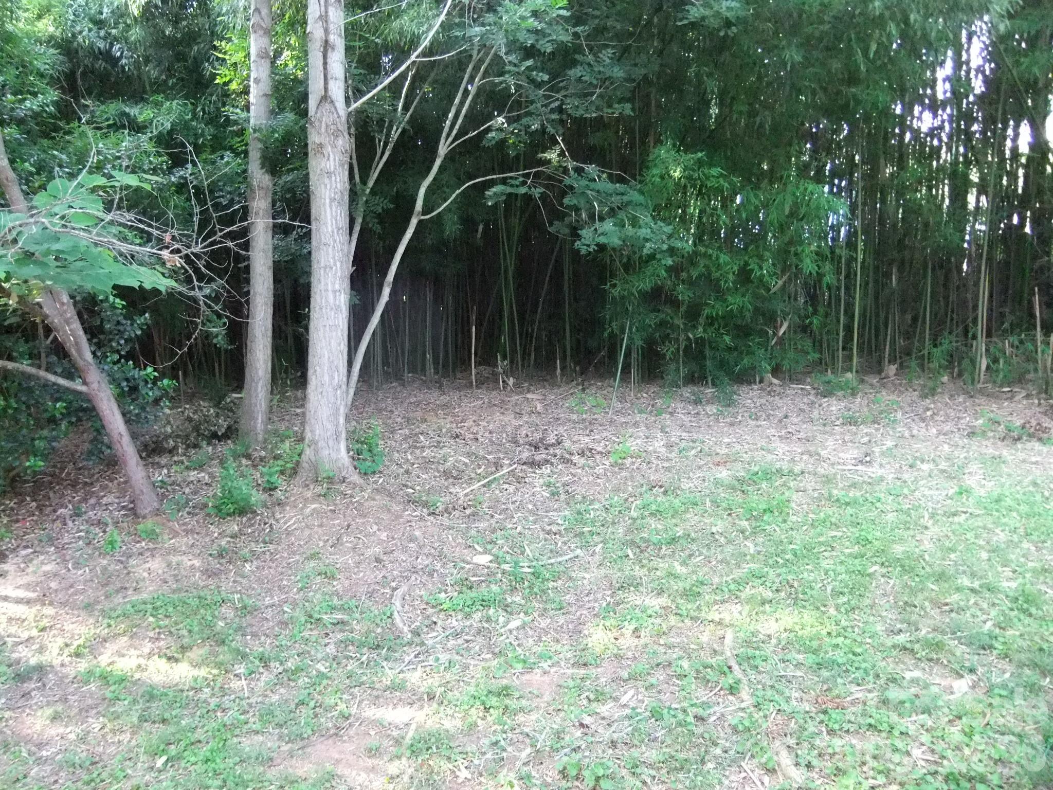1631 Harris Road Fort Mill, SC 29708 - Photo 7 of 31 a view of a yard with plants and a trees