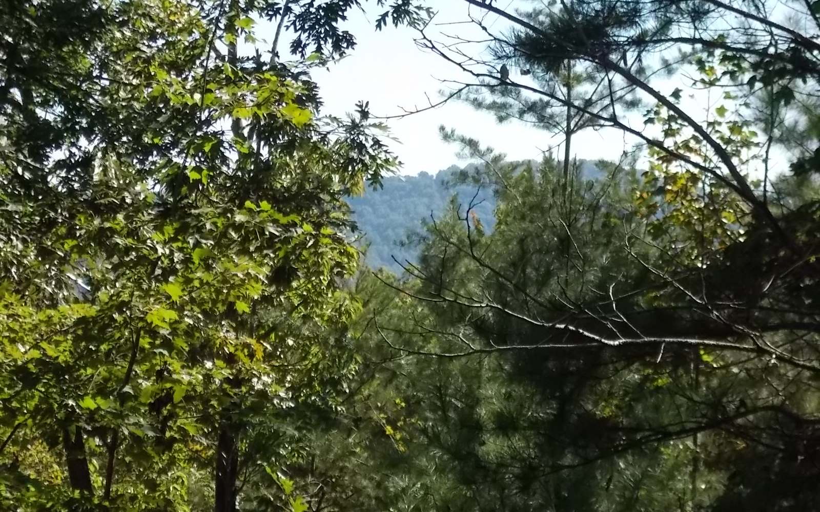 Lot34 Rustic Barn Trail Morganton, GA 30560 - Photo 1 of 4 Main View