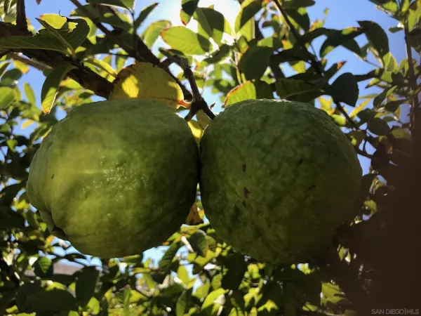 $1,279,000 | 14302 Sandown Court, Poway, CA 92064