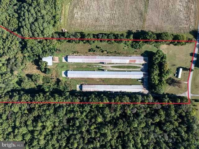 a view of flowers and flowers in back yard