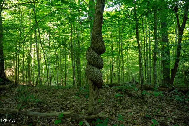 $4,750,000 | 517-ac Gregory Road, Sneedville, TN 37869