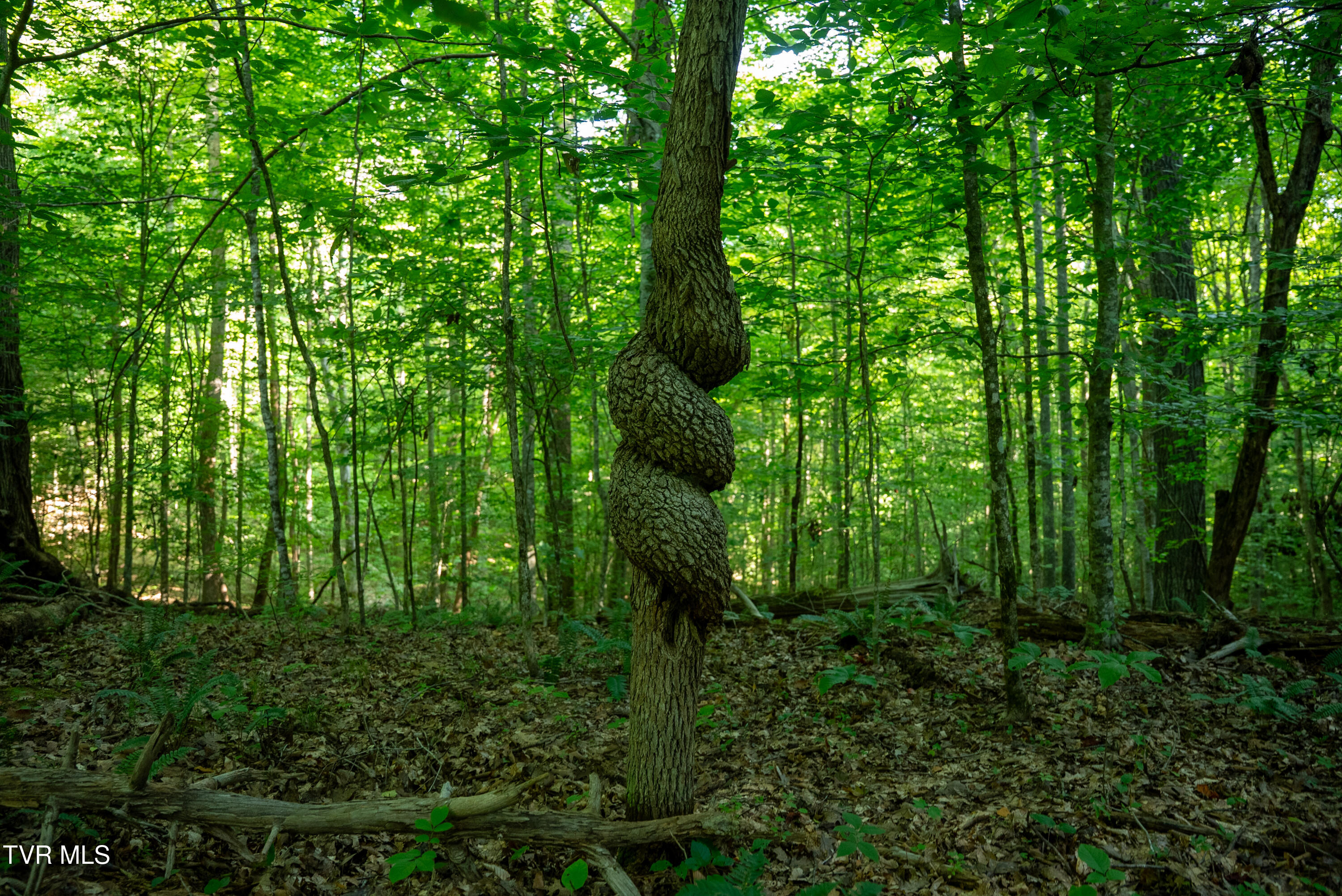 517-ac Gregory Road Sneedville, TN 37869 - Photo 93 of 128 _Pic94 (4)