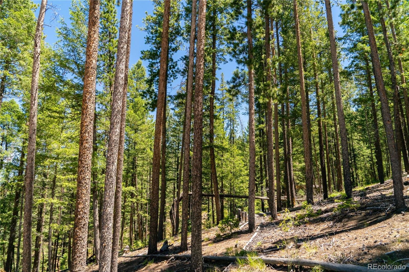 6814 Lynx Lair Road Evergreen, CO 80439 - Photo 18 of 19
