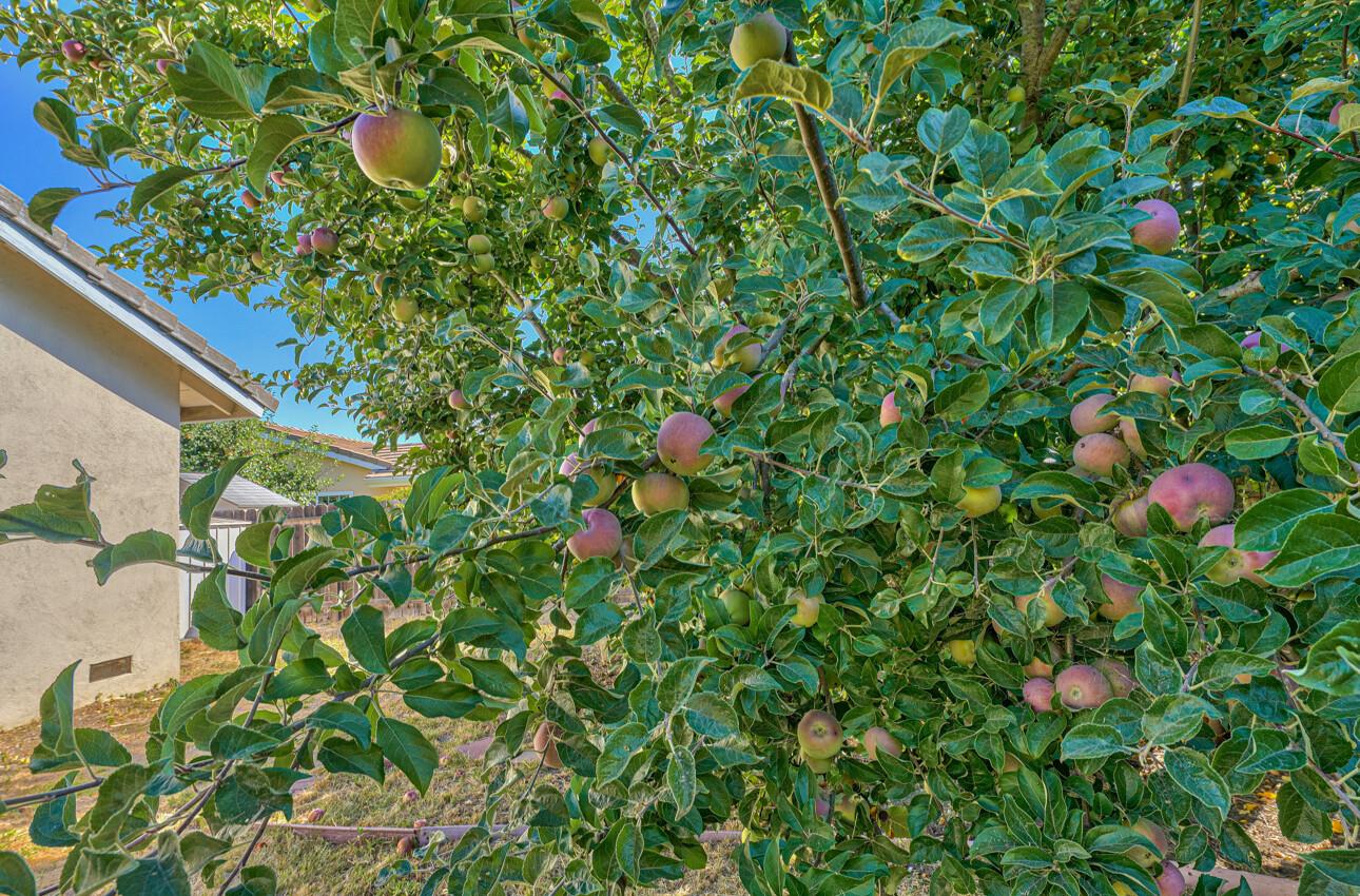 23007 Espada Drive Salinas, CA 93908 - Photo 35 of 39 a view of flowers in bunch