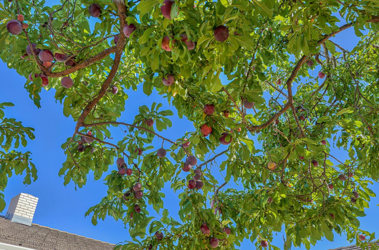 23007 Espada Drive Salinas, CA 93908 - Photo 36 of 39 a picture of a tree