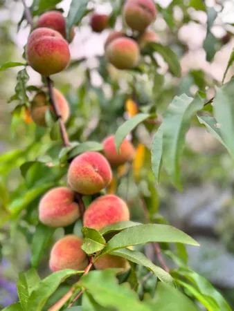 $479,000 | 217 Ferry Road, Ferrisburgh, VT 05491