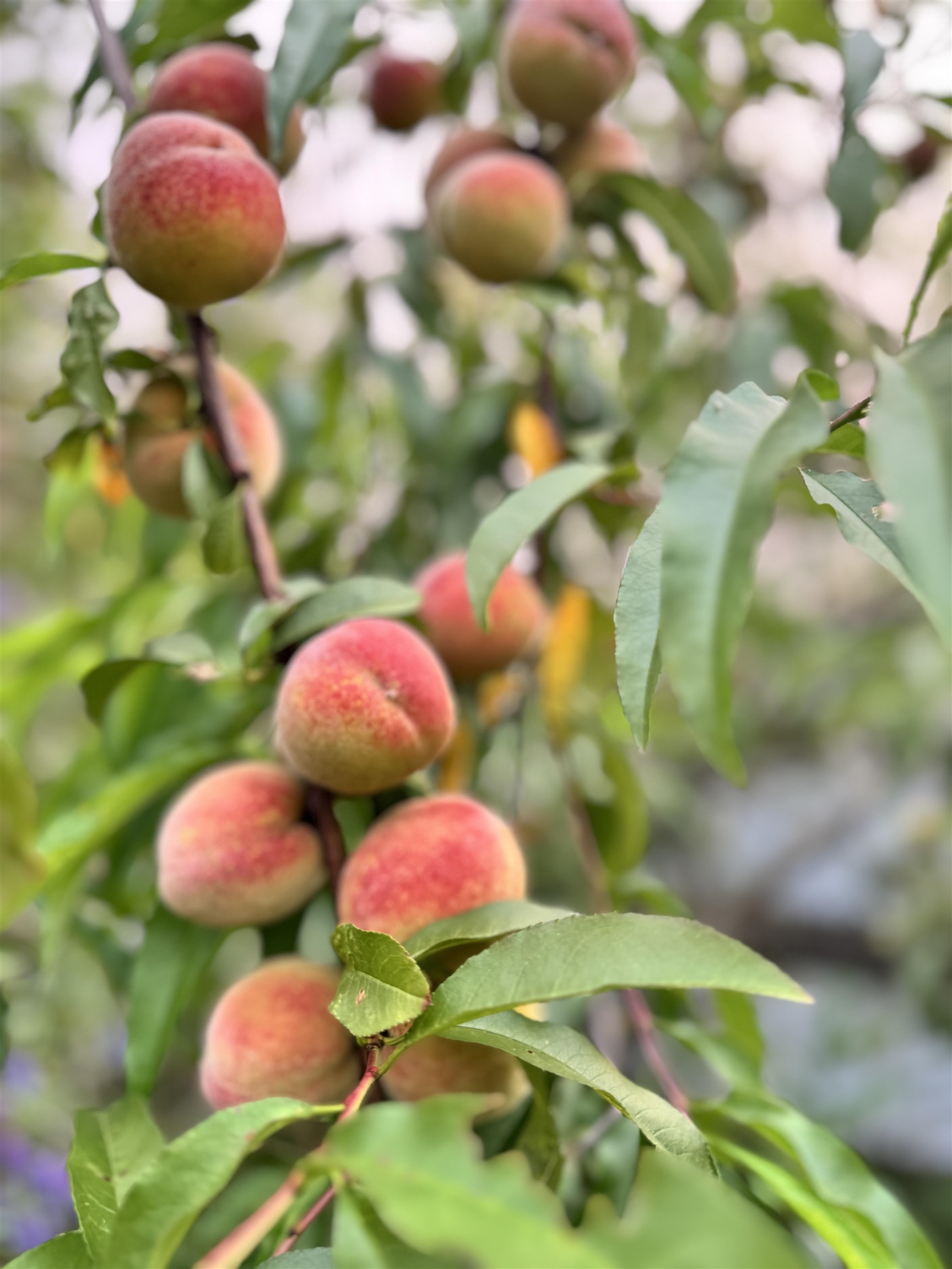 217 Ferry Road Ferrisburgh, VT 05491 - Photo 37 of 58