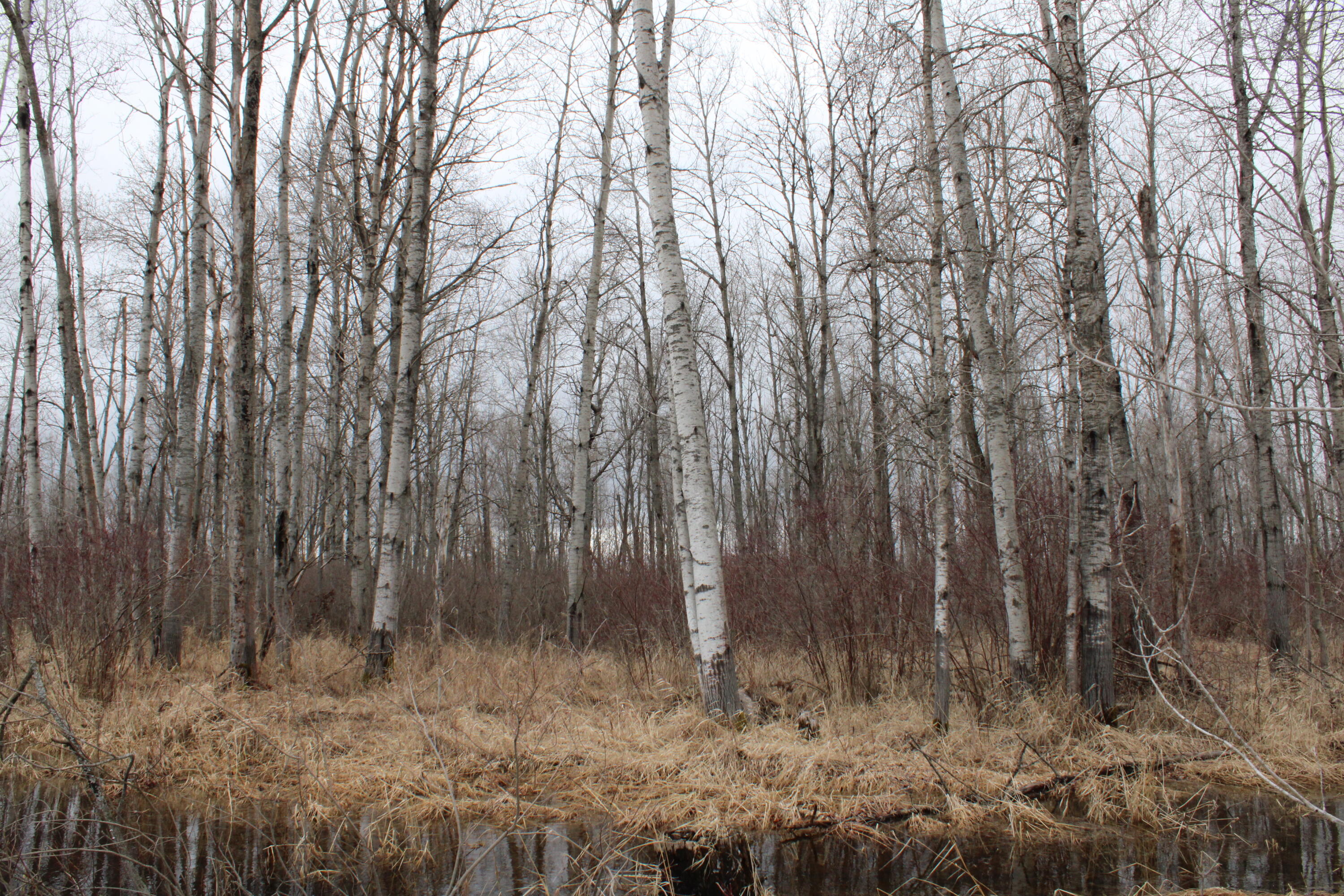 Alabaster Road Turner, MI 48765 - Photo 11 of 21 IMG_2198