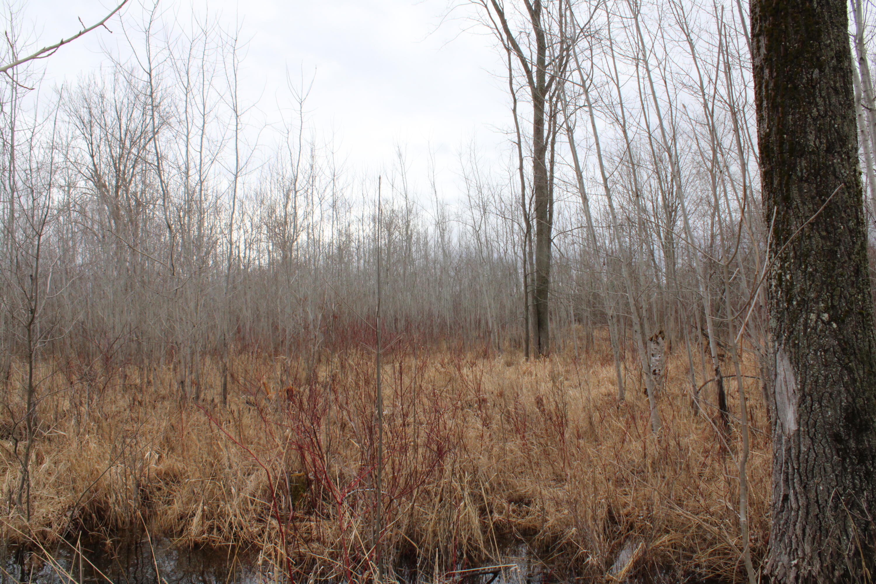 Alabaster Road Turner, MI 48765 - Photo 12 of 21 IMG_2199