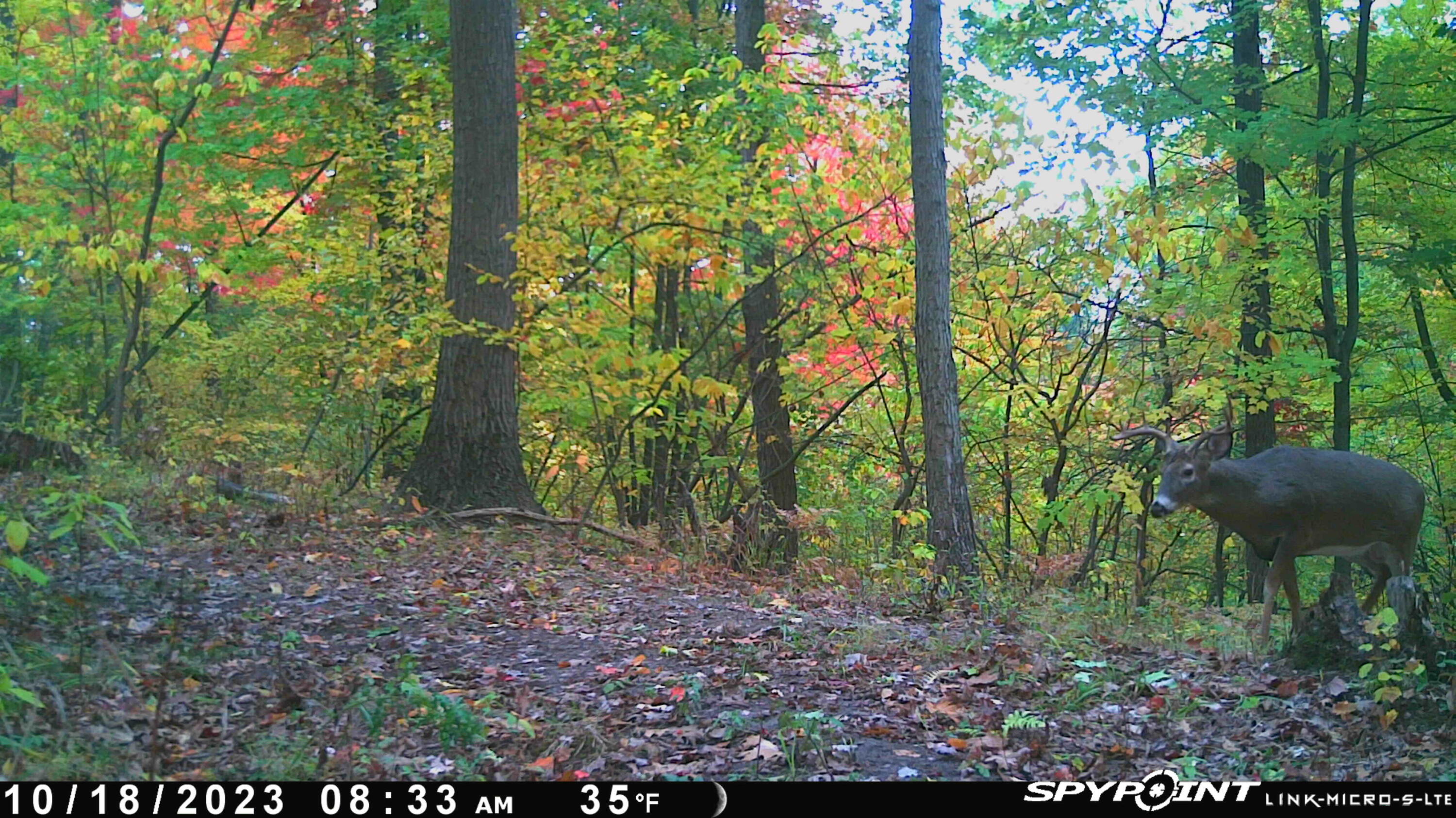 V/l Sindeler Road Branch, MI 49402 - Photo 18 of 24 trail cam on property