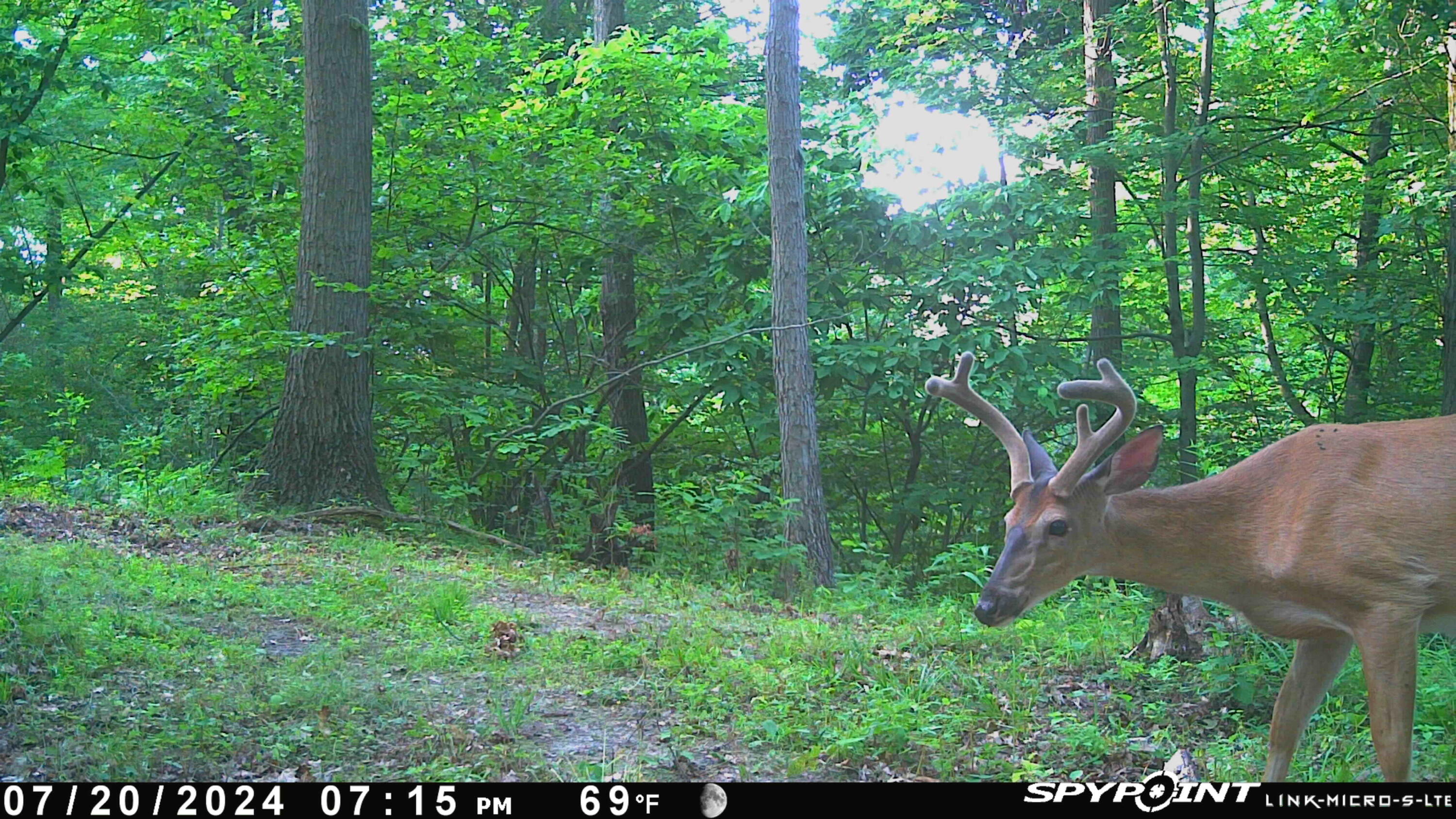 V/l Sindeler Road Branch, MI 49402 - Photo 22 of 24 trail cam on property