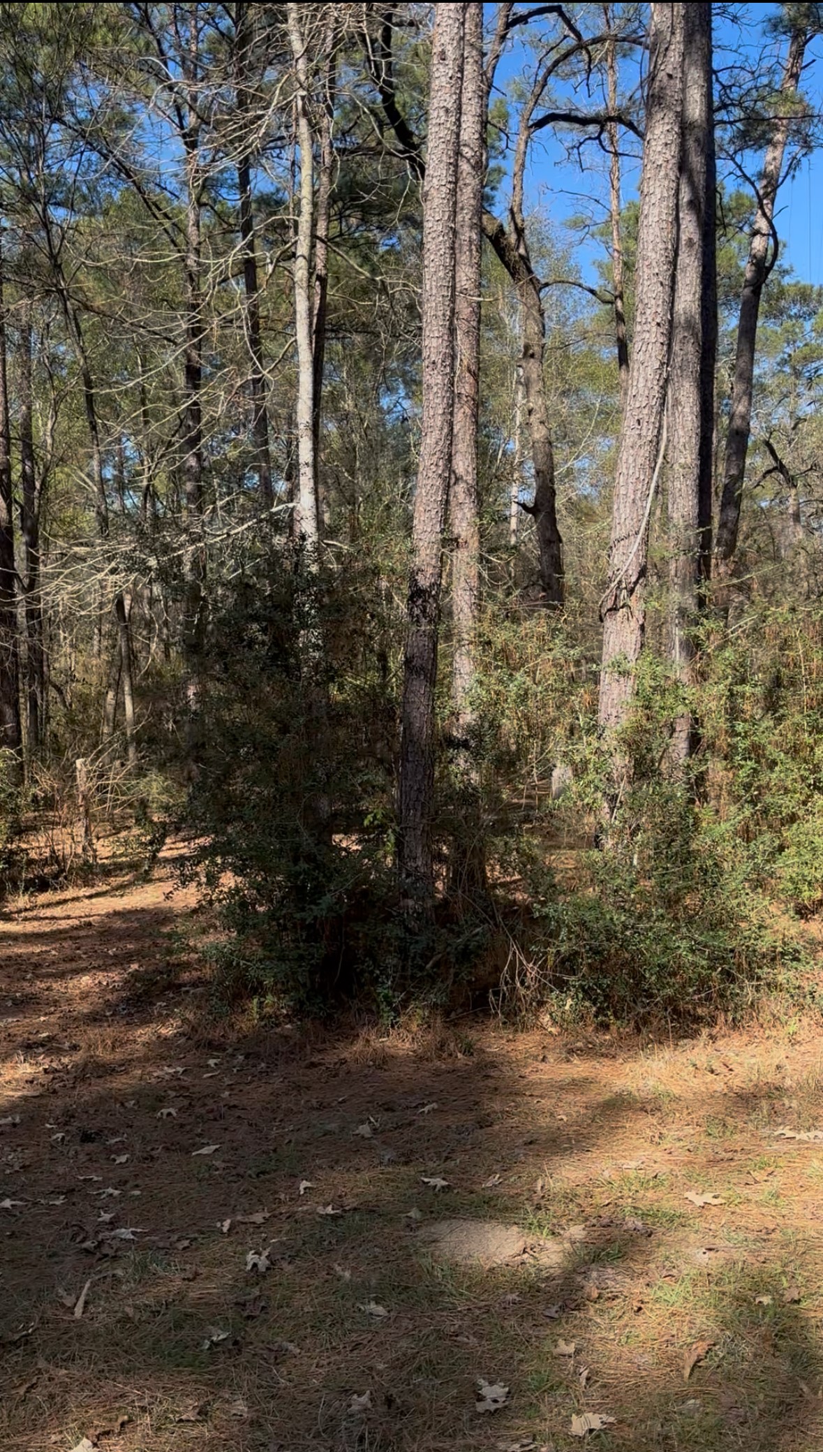 15901 Butera Road Magnolia, TX 77355 - Photo 3 of 6