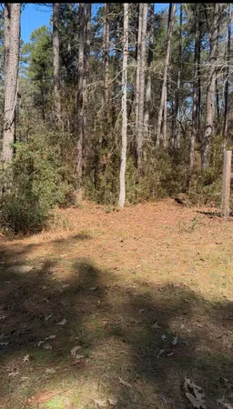 a view of a yard with large trees