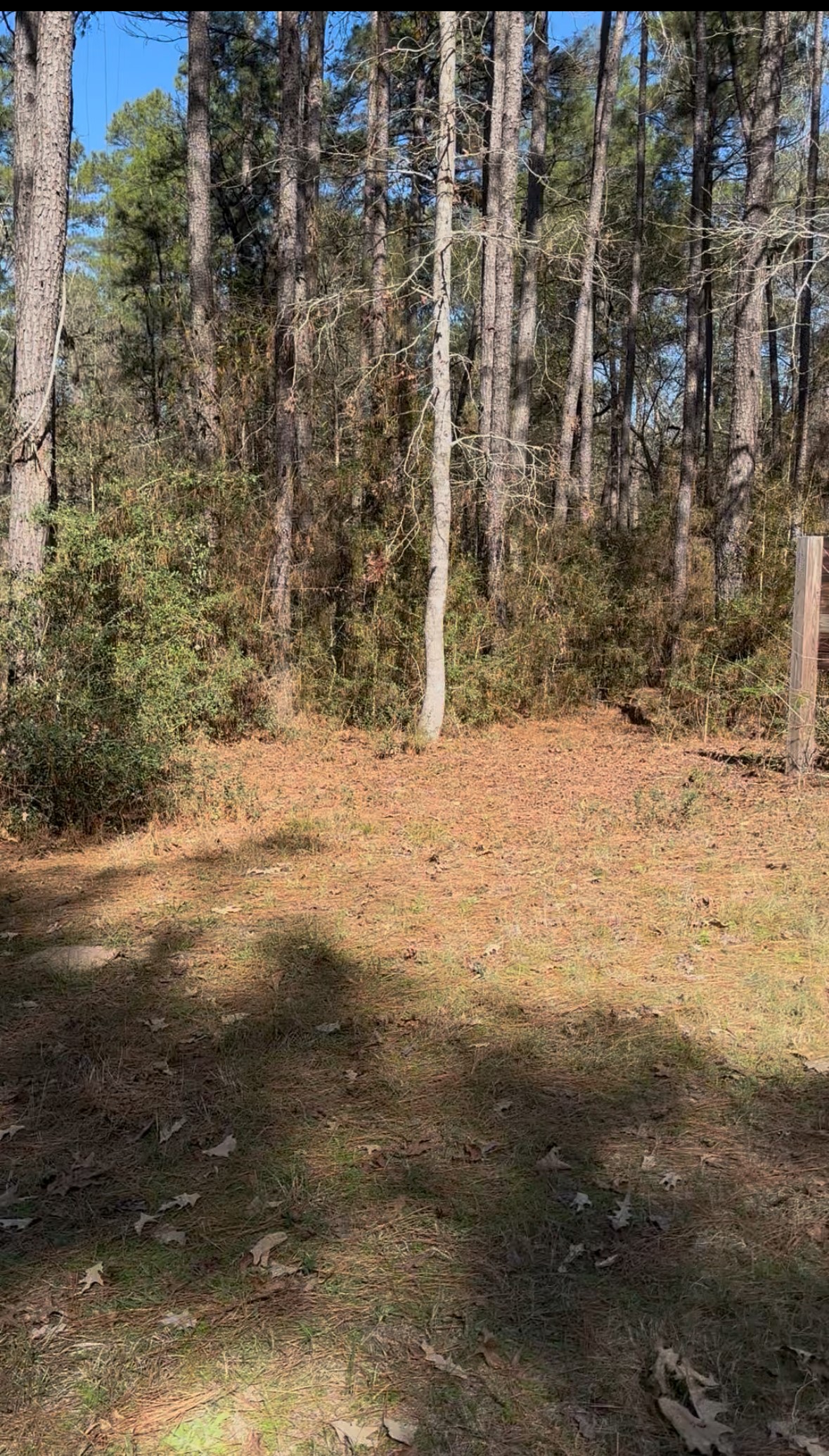 15901 Butera Road Magnolia, TX 77355 - Photo 5 of 6 a view of yard