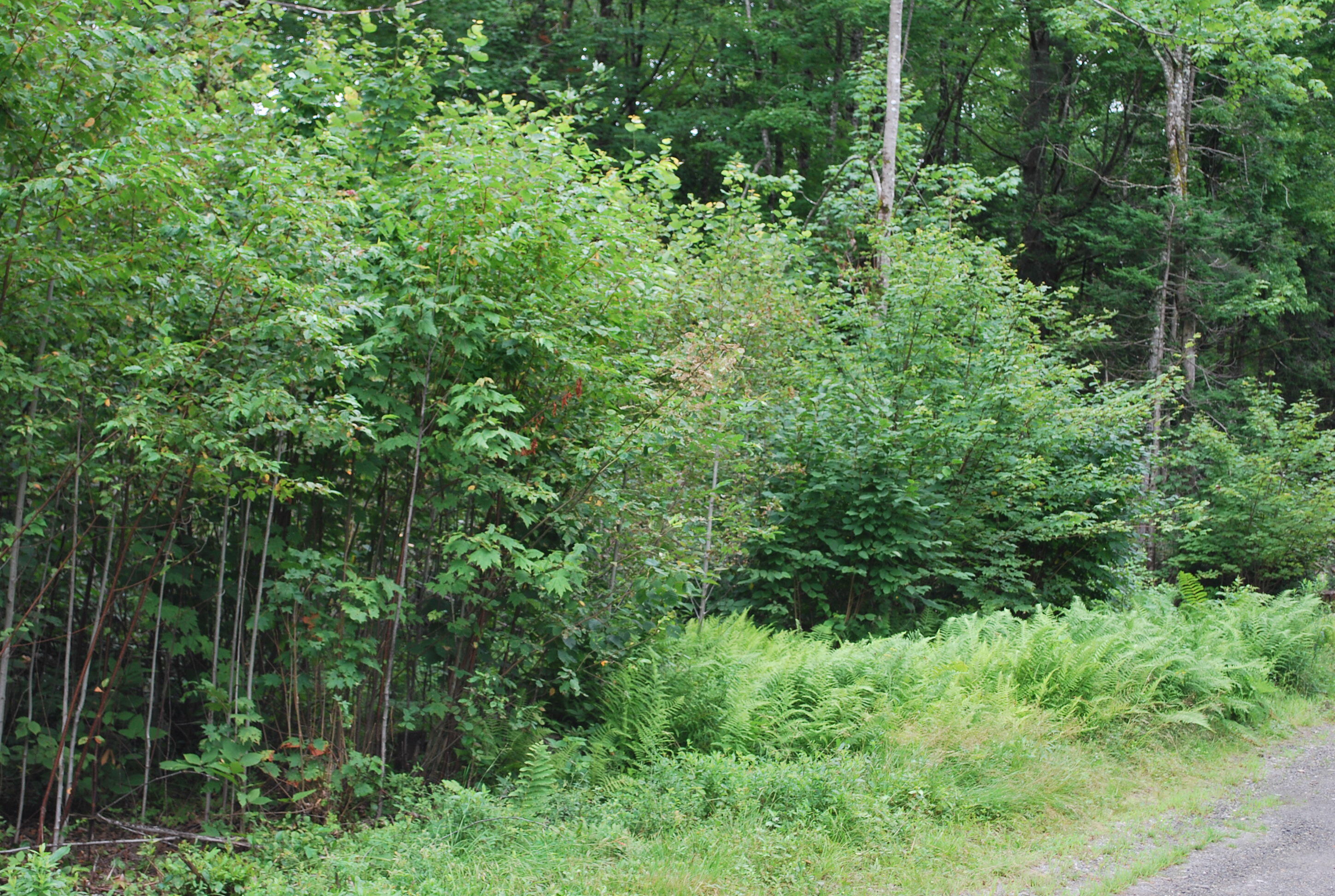 Lot 18 Moose Run Road Wellington, ME 04942 - Photo 7 of 7 Pricone 008